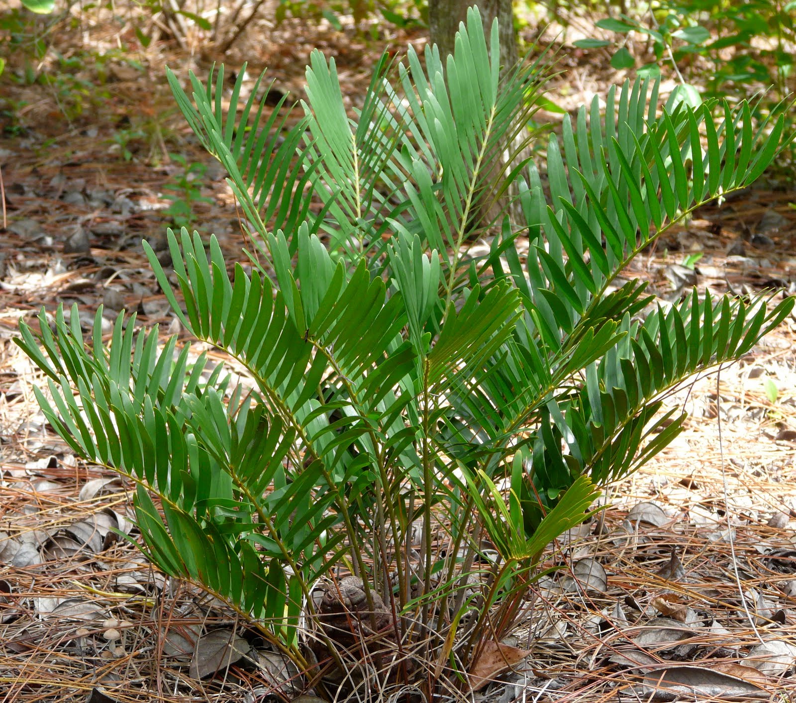 Coontie Plant