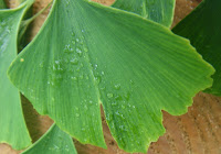 Ginkgo Biloba leaf