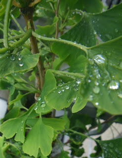 Water drops on Ginkgo Biloba / Maidenhair leaf