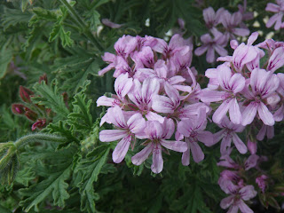Scented Pelargoniums / Geraniums Lady Plymouth flowers