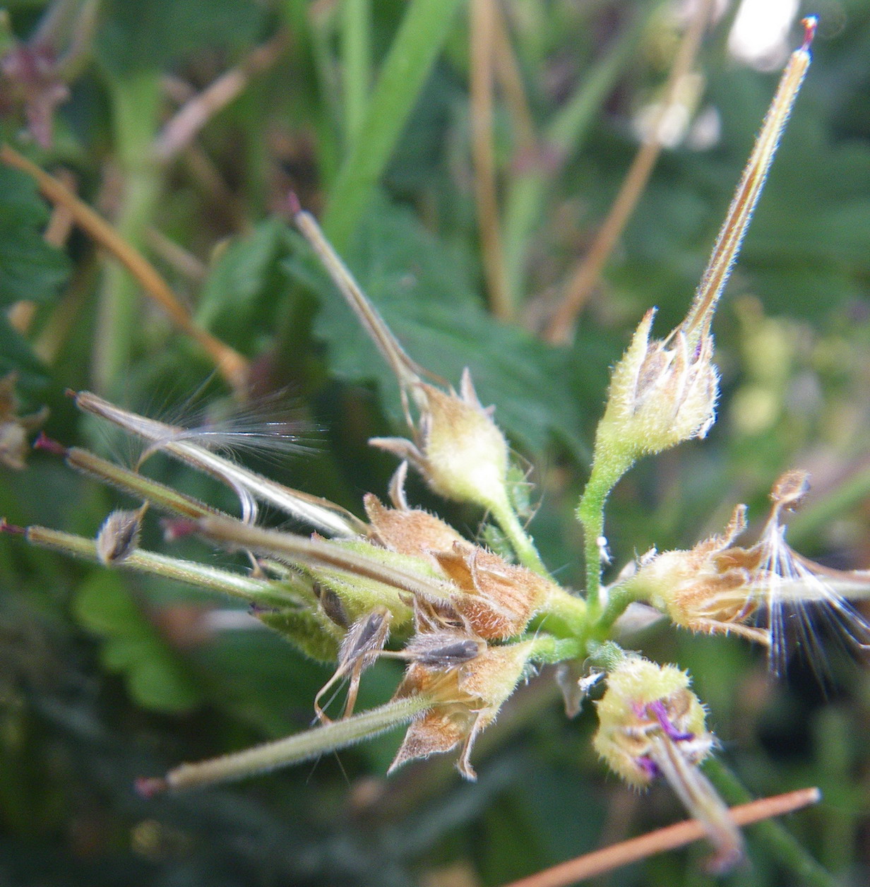 Scented Leaf Seeds from Pelargonium Grossularioides / Scented Coconut