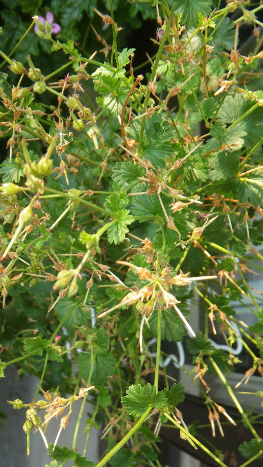 Scented Leaf Rice pudding with Coconut Scented Pelargoniums (Geraniums
