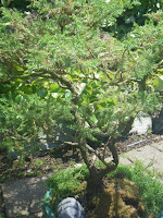 Old  bonsai tree at Minter-Gardens