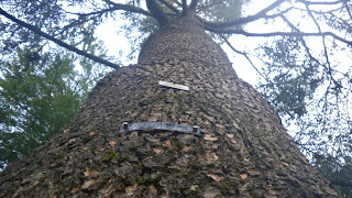 Atlas Cedar tree with quote plaque from Shakespeare Garden, Stanley Park, Vancouver