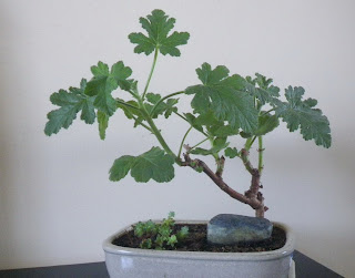 Pelargonium bonsai, Shrubland Rose