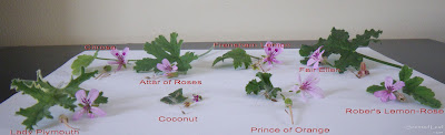 Scented Pelargoniums  leaves, seeds and flowers