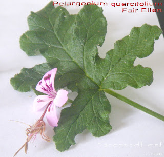 Pelargonium quercifolium, Fair Ellen, Oakleaf