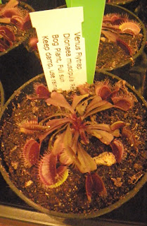 Dionaea Muscipula Red