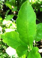 Dwarf lemon tree leaves