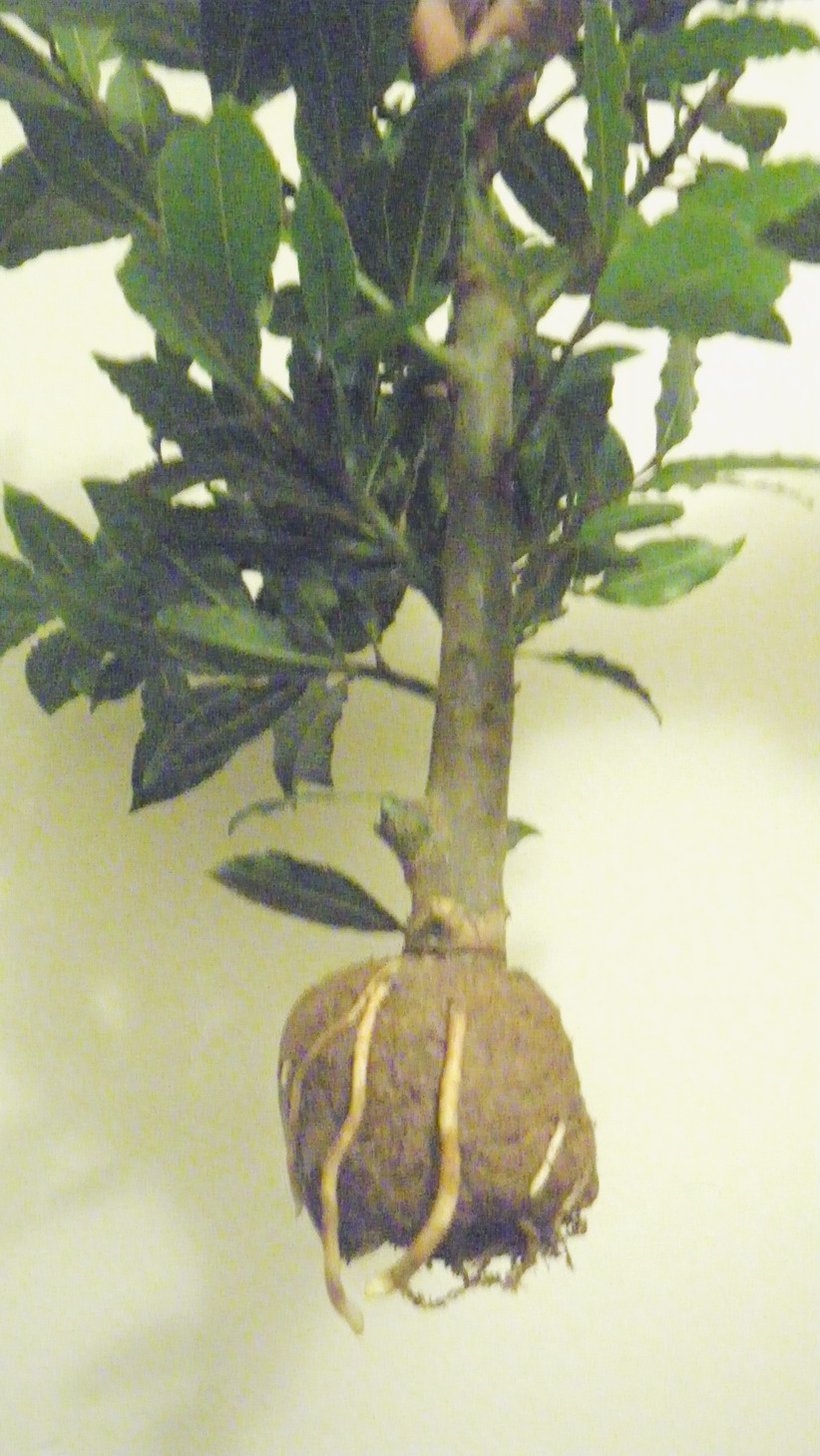 Scented Leaf Air Layering Bay Laurel Bonsai