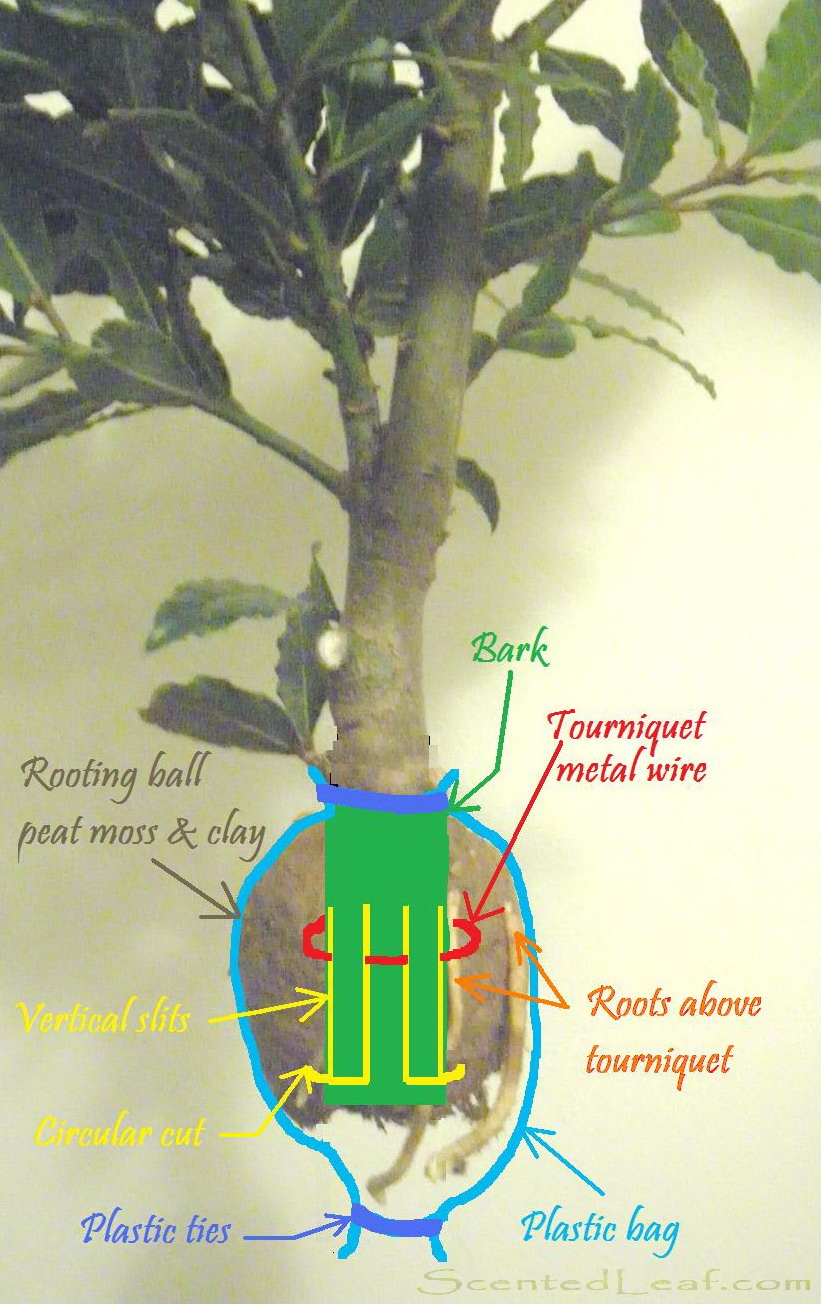 Scented Leaf Air Layering Bay Laurel Bonsai