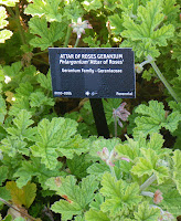  Scented Geranium Attar of Roses at VanDusen Garden