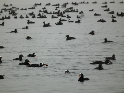 Invasion of Surf Scoters at Vancouver's shorelines
