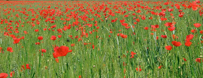 Poppies red flowers