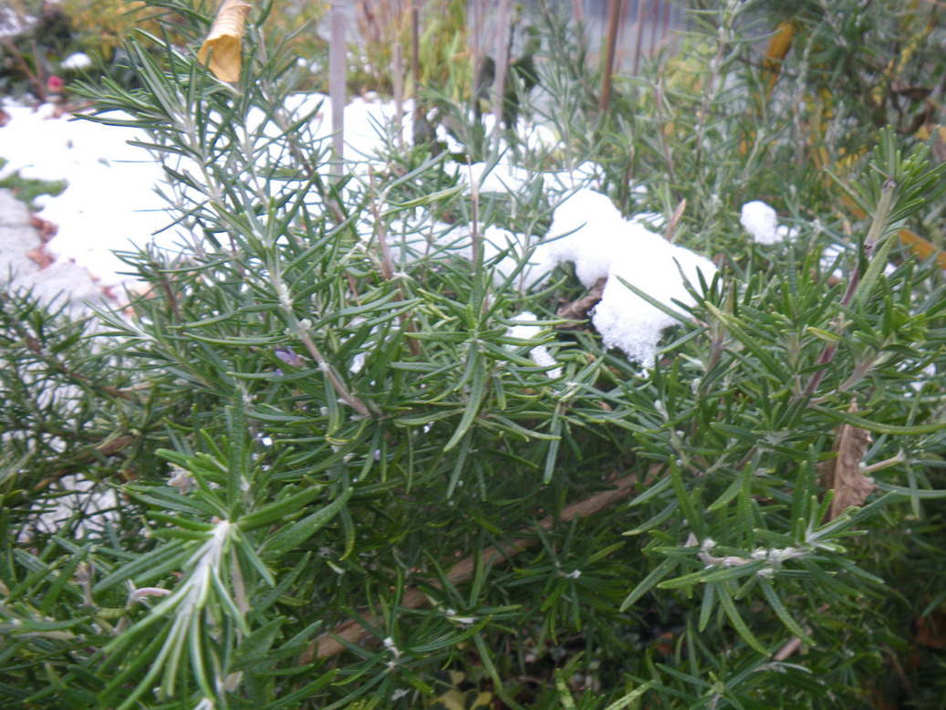 Scented Leaf How frost resistant is Rosemary?