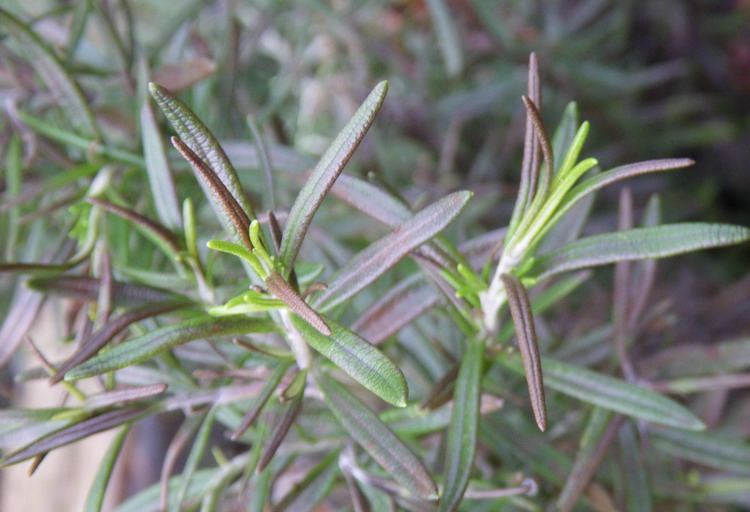 Scented Leaf How frost resistant is Rosemary?