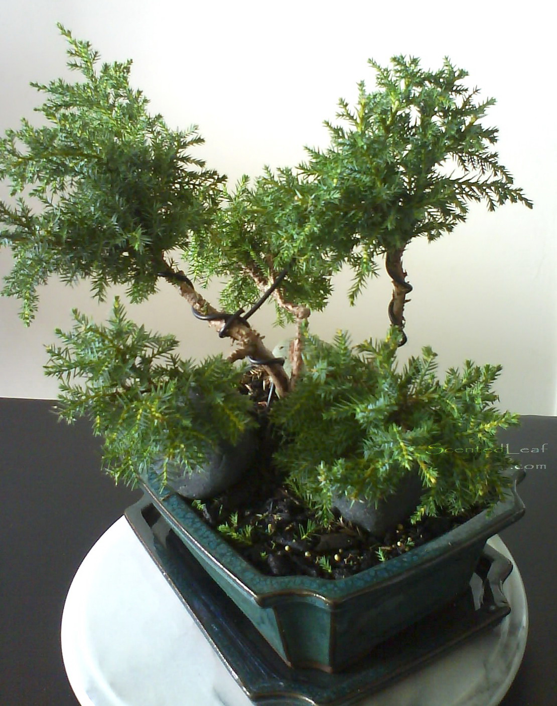 11 Best Juniper Images Plants Juniperus Communis Evergreen