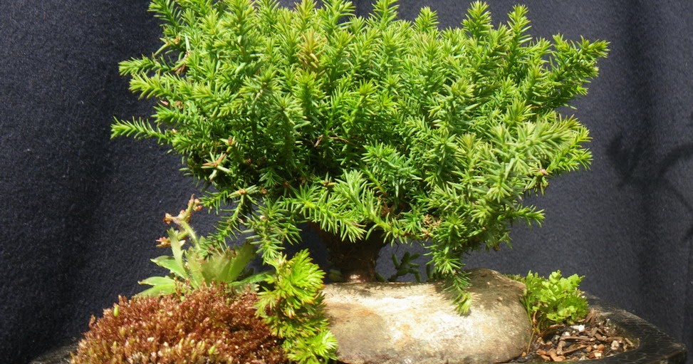 Scented Leaf Juniperus trees