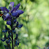 Beeoption
