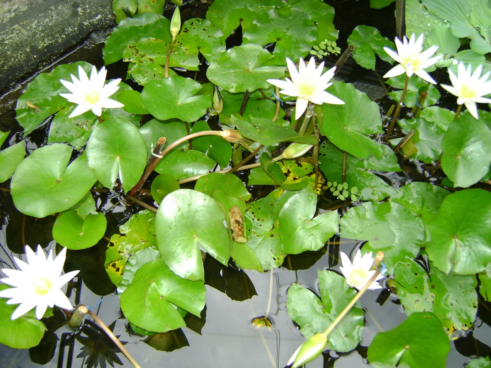 Manila Seedling Bank