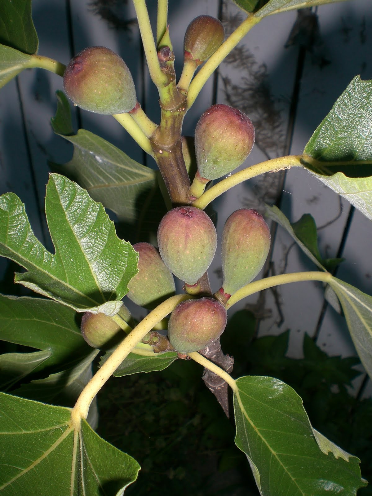 .09 Acres Figs!