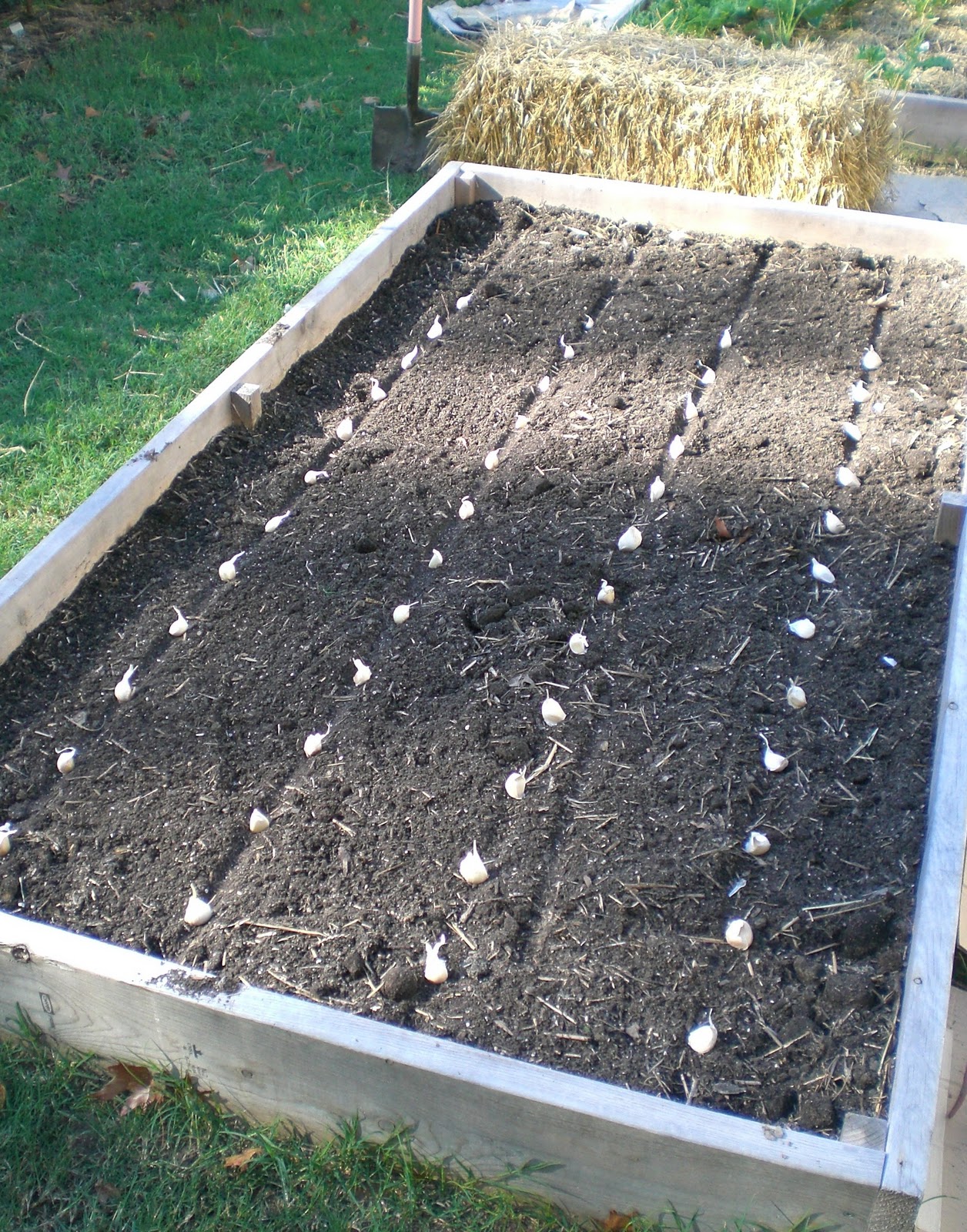 .09 Acres Inchelium Red Garlic