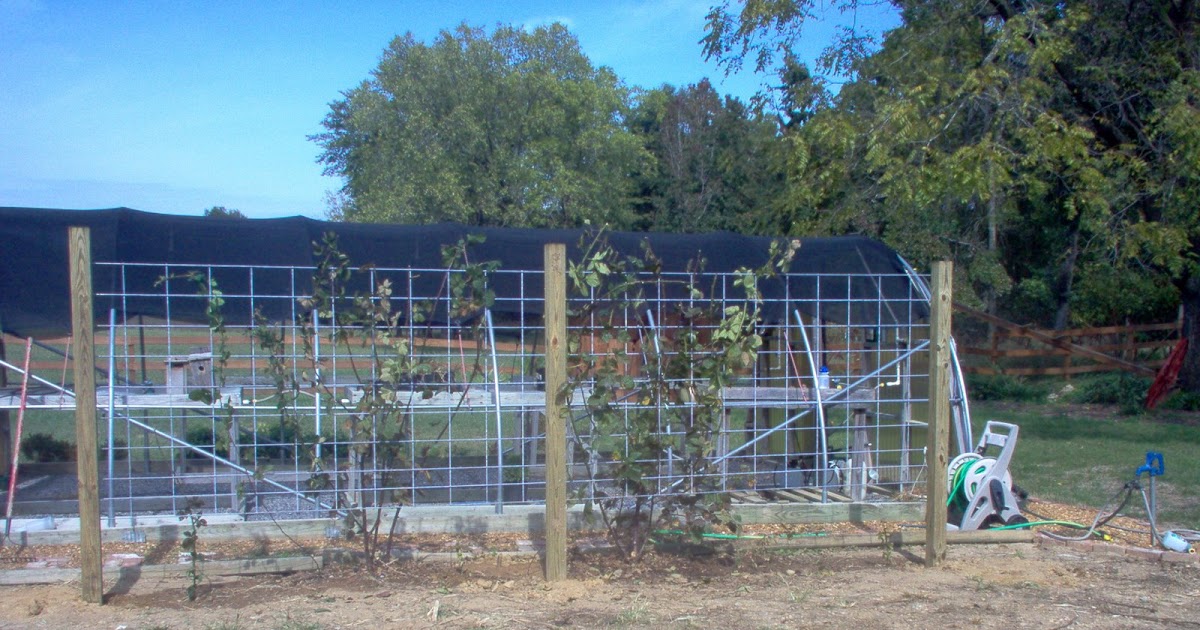 How to...inside and out BLACKBERRY TRELLIS