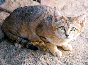 Animales Exóticos Y Paisajes Hermosos Animales Exóticos Y Paisajes Hermosos