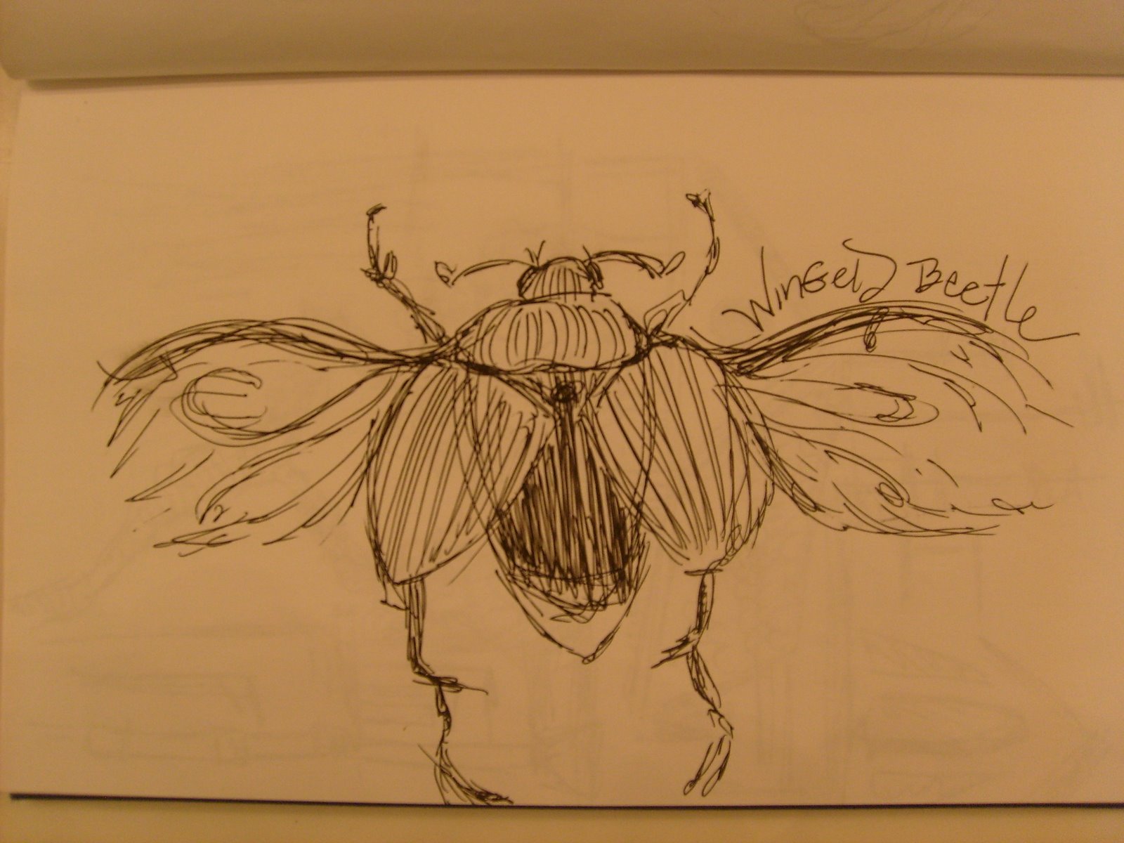 [sketch_winged-beetle.jpg]
