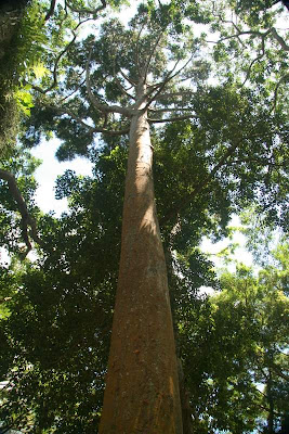 50 Trees For Hawaii S 50 Years Queensland Kauri At Wahiawa