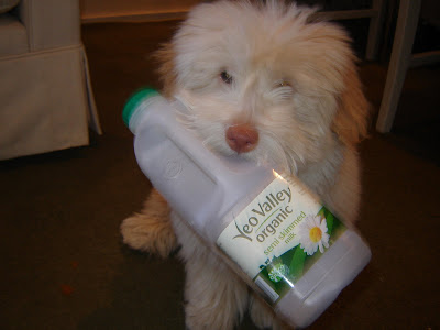 coton de tulear puppy toys