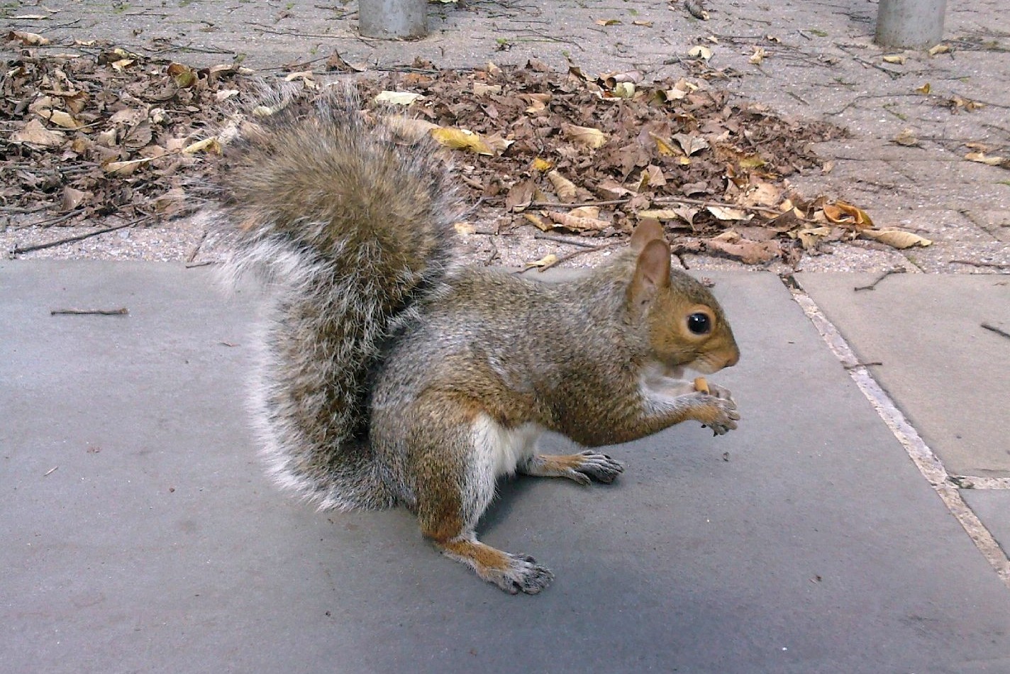 A (soy) Bean Gratuitous Pictures of a Squirrel Eating My Lunch