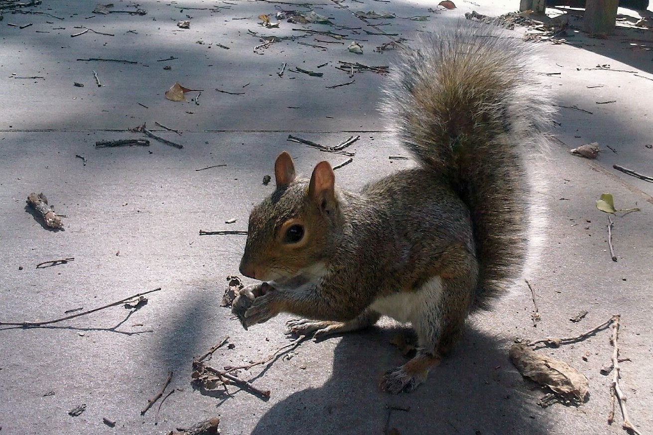 A (soy) Bean Gratuitous Pictures of a Squirrel Eating My Lunch