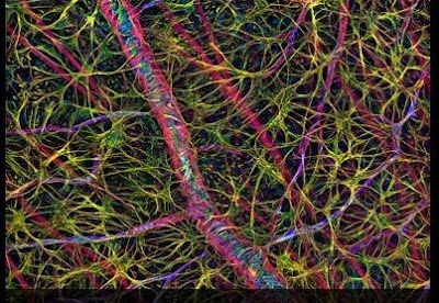 Rat retina