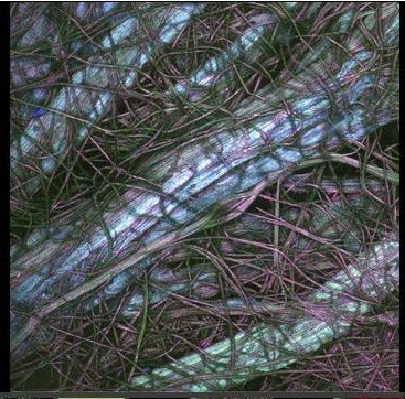 Spiny headed mat-rush