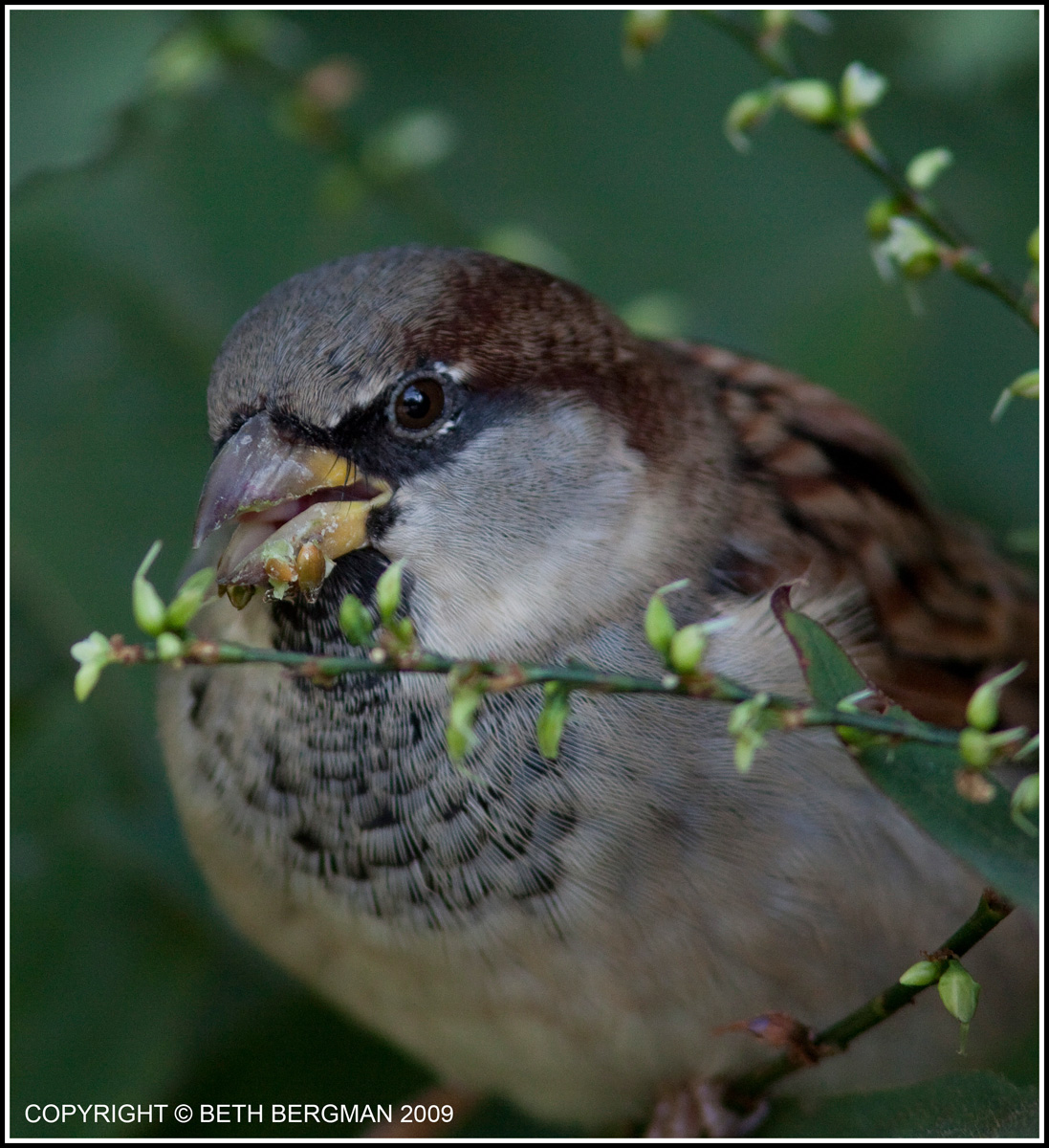[Sparrow40Blog.jpg]