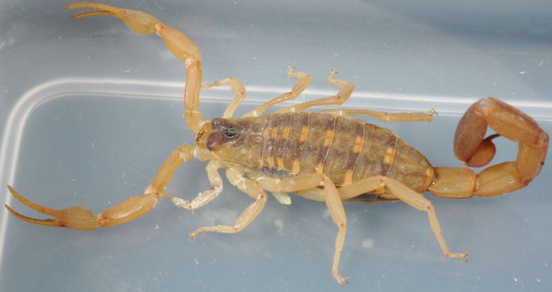 [800px-StripedBarkScorpion.jpg]