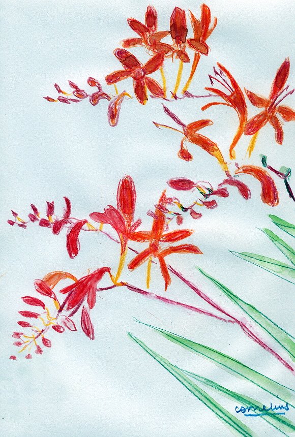 [Crocosmia.jpg]