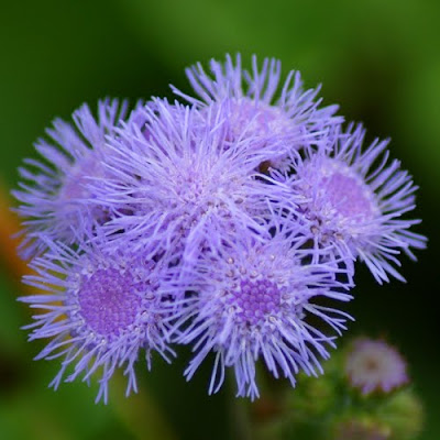 Ageratum, Flower, Gardening, Seeds