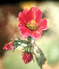 Cane Cholla Bloom - Pastel