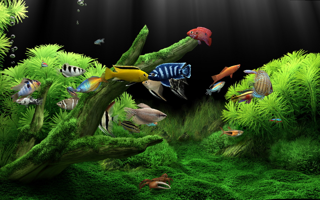 dream aquarium screensaver 1.29 final crack.zip dream aquarium screensaver 1.29 final crack.zip
