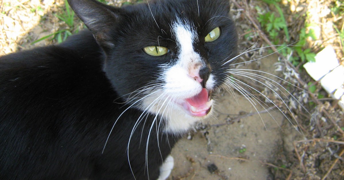 Black Young Overlord Cat — Russian Cats Pictures