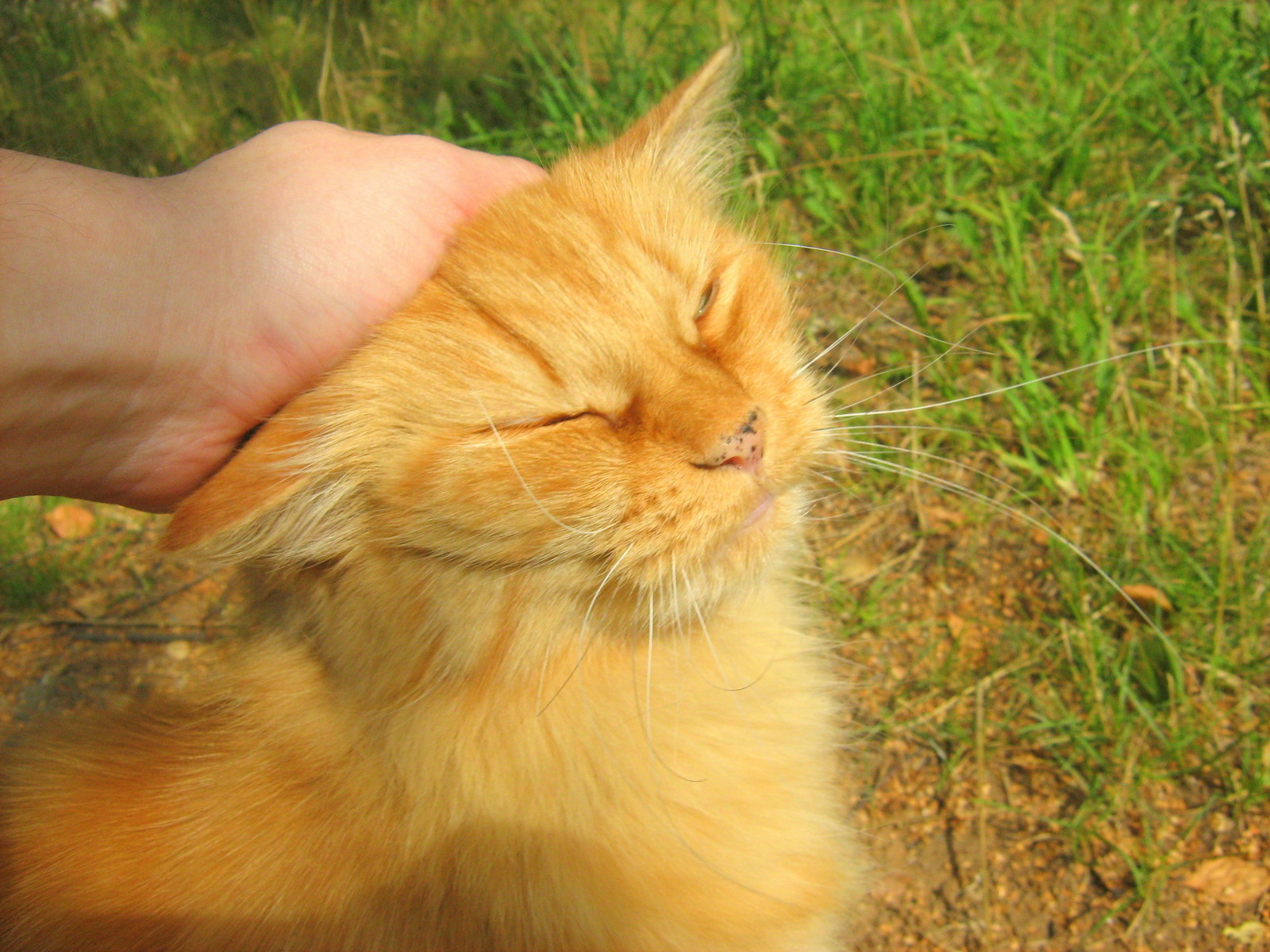 Affectionate Ginger Old Cat — Russian Cats Pictures
