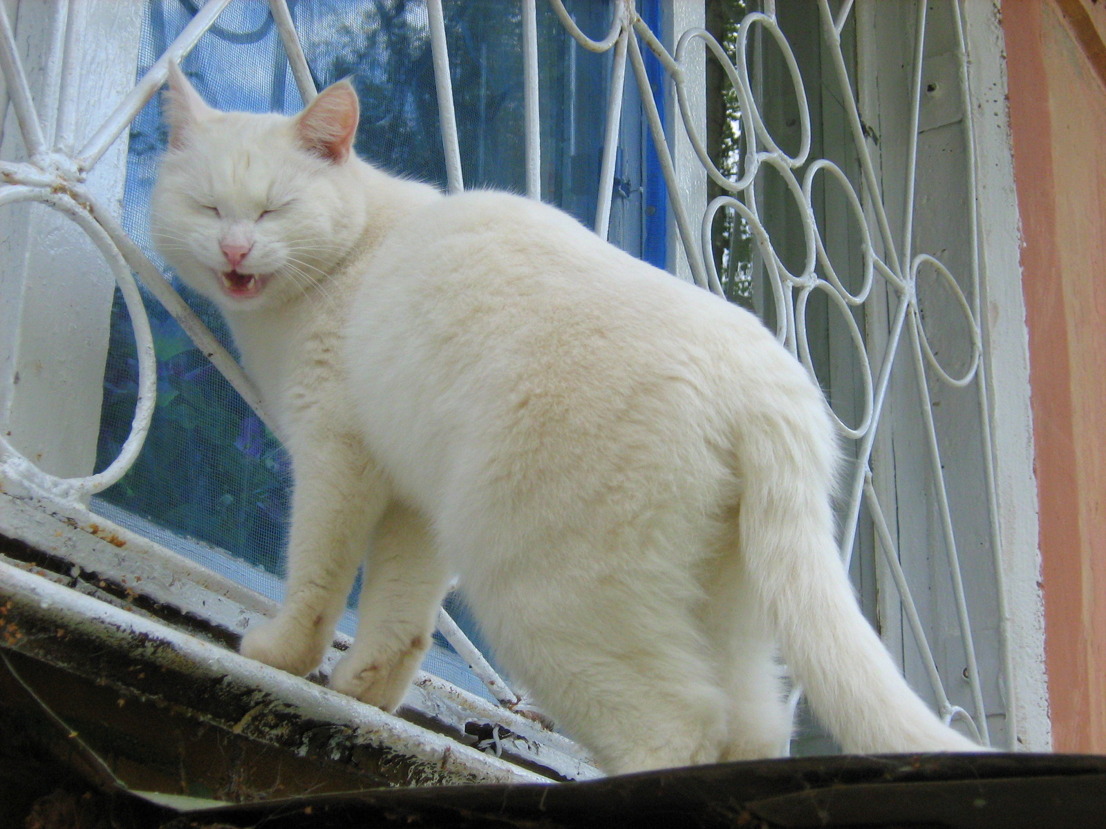 Cute White Cat Names Cute White Cat Names