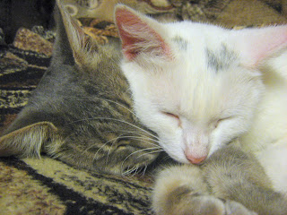 Sleeping Kitty-Mother and Cat-Son Sleeping Kitty-Mother and Cat-Son