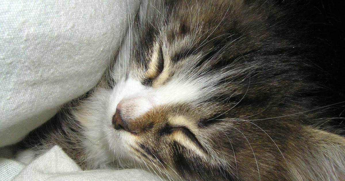 My First Multi-Coloured Kitten — Russian Cats Pictures