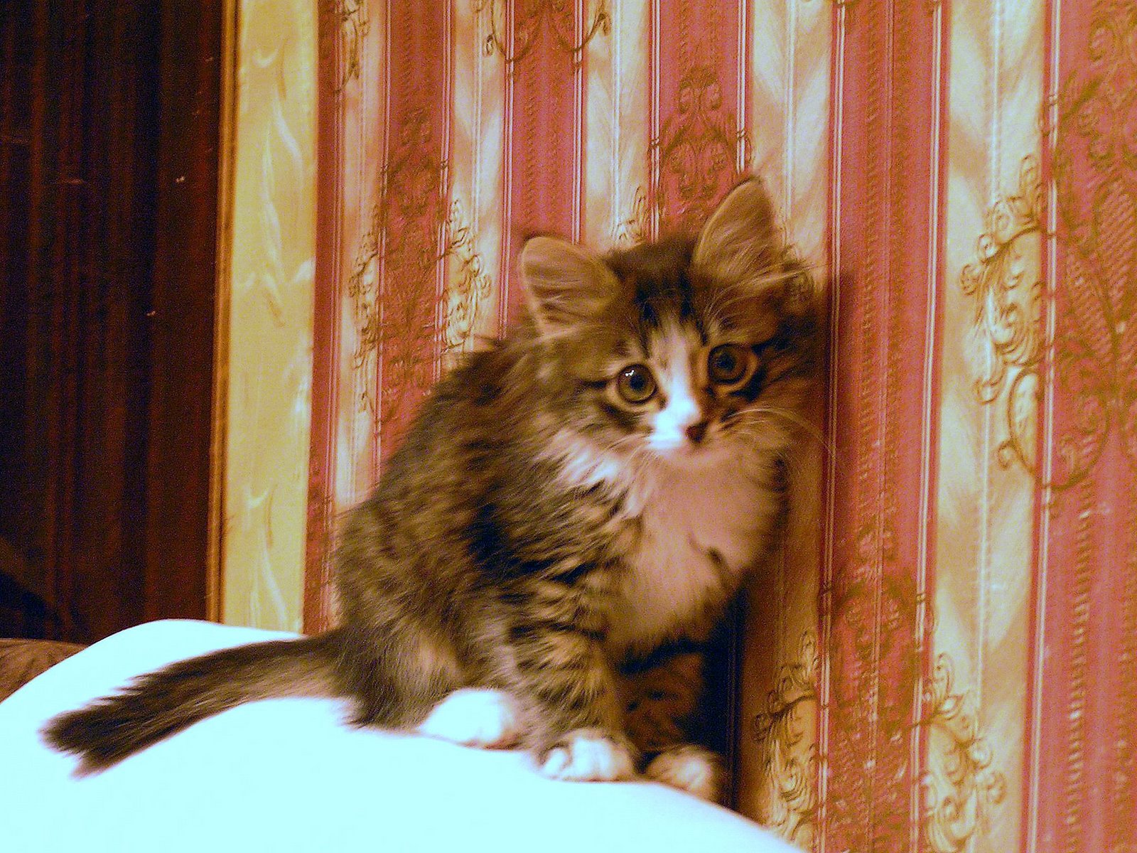 My First Multi-Coloured Kitten — Russian Cats Pictures