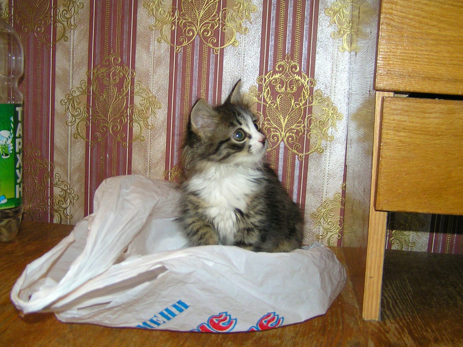 My First MultiColoured Kitten — Russian Cats Pictures