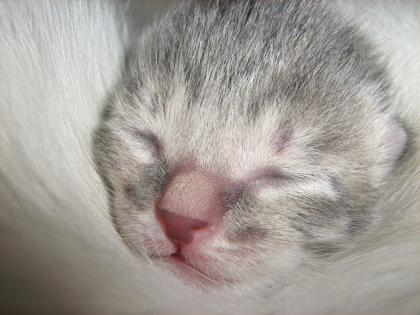 Picture of a newborn smokey Kitten