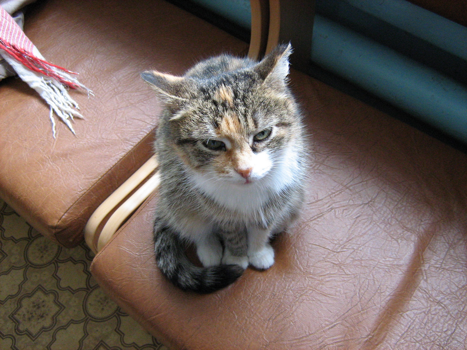 Sleeping Tortoiseshell Kitty — Russian Cats Pictures